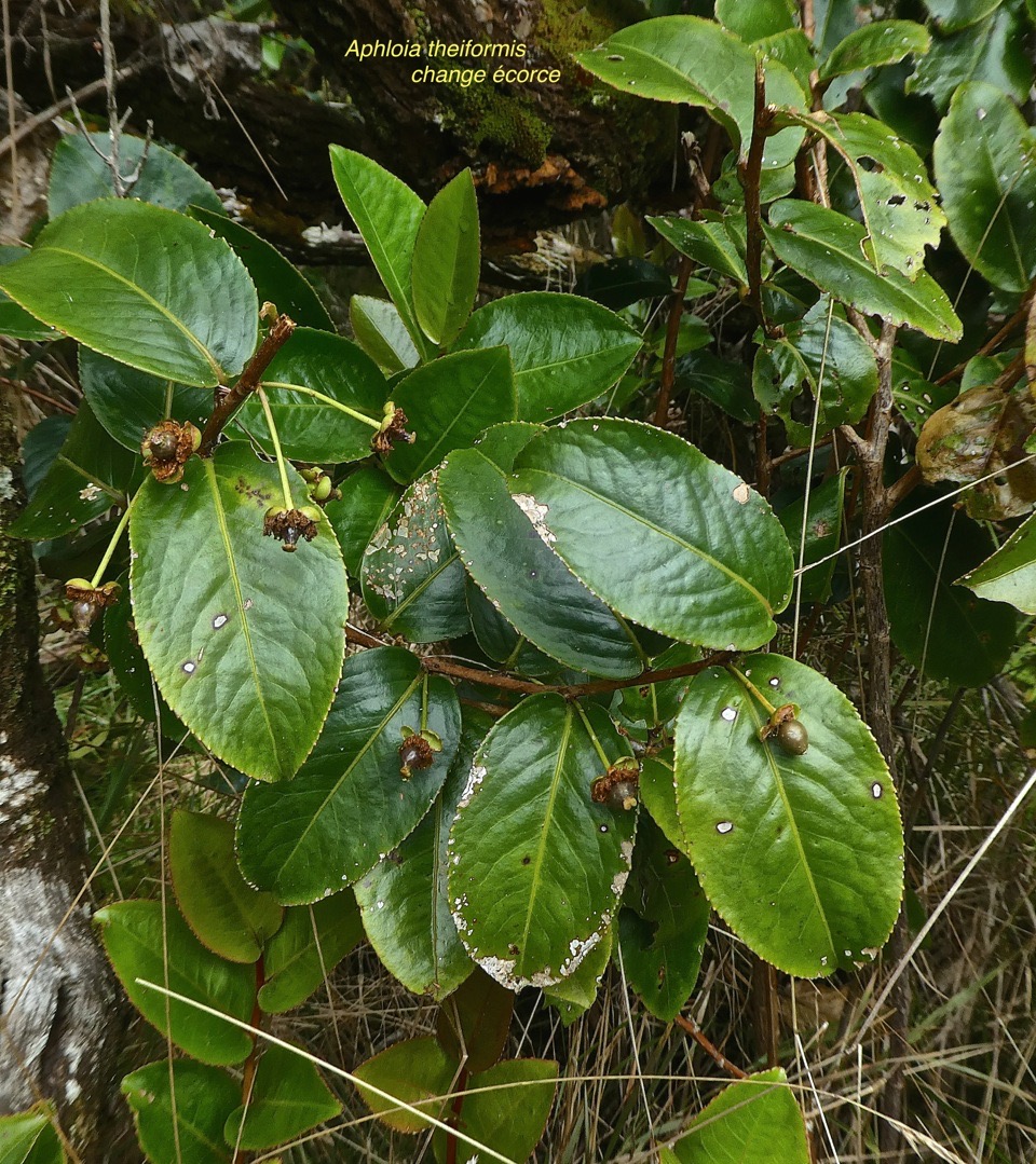 Aphloia theiformis.change écorce.aphloiaceae.indigène Réunion.P1820975