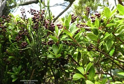 Embelia angustifolia .liane savon.(avec fruits )myrsinaceae.endémique Réunion MauriceP1830065