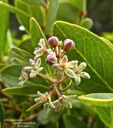 Embelia angustifolia.liane savon.(inflorescence)myrsinaceae.endémique Réunion Maurice. P1830060