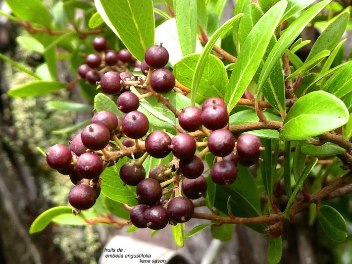 Embelia angustifolia.liane savon.(fruits) myrsinaceae;endémique Réunion Maurice.P1830070