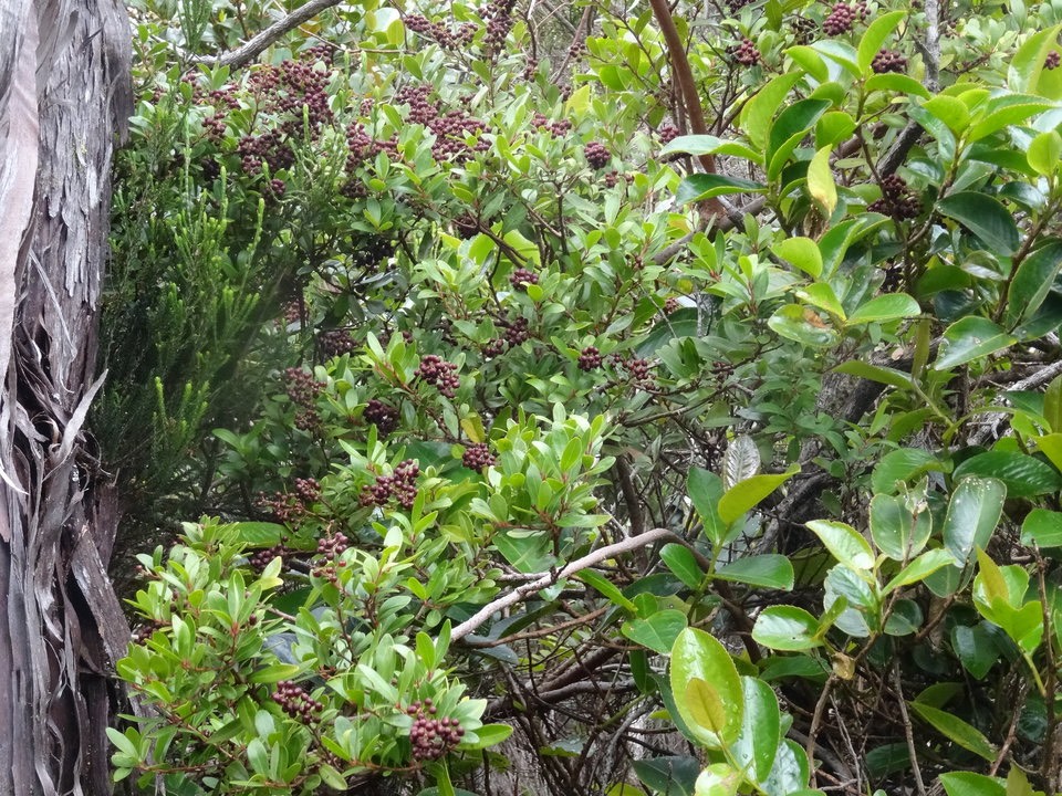 Embellia angustifolia - Petite liane savon - MYRSINACEAE - Endémique Réunion, Maurice - DSC02199