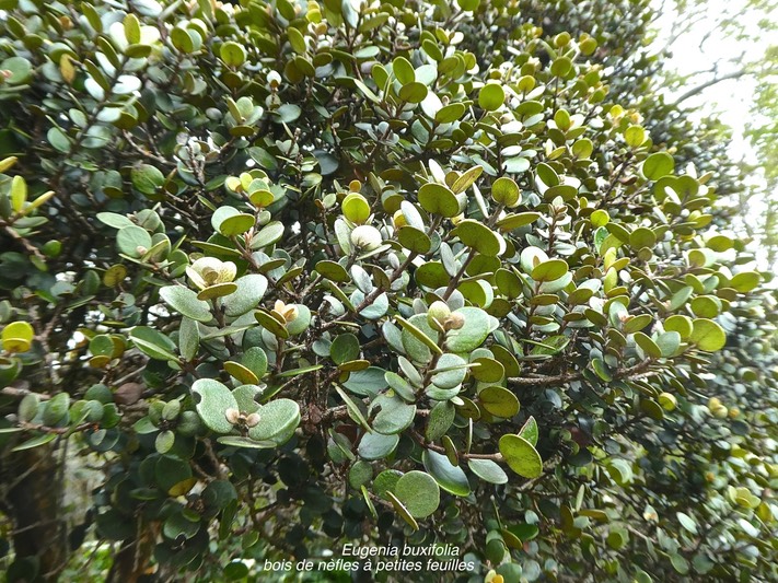 Eugenia buxifolia.bois de nèfles à petites feuilles.myrtaceae;endémique Réunion.P1830032
