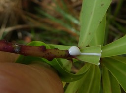Euphorbia borbonica ??  (latex ) euphorbiaceae.P1820918