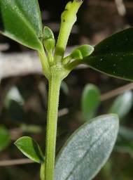 Geniostoma pedunculatum ? . petit bois de rat. bois de piment.loganiaceae.