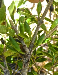 Geniostoma pedunculatum ? . petit bois de rat.bois de piment.loganiaceae.P1820779