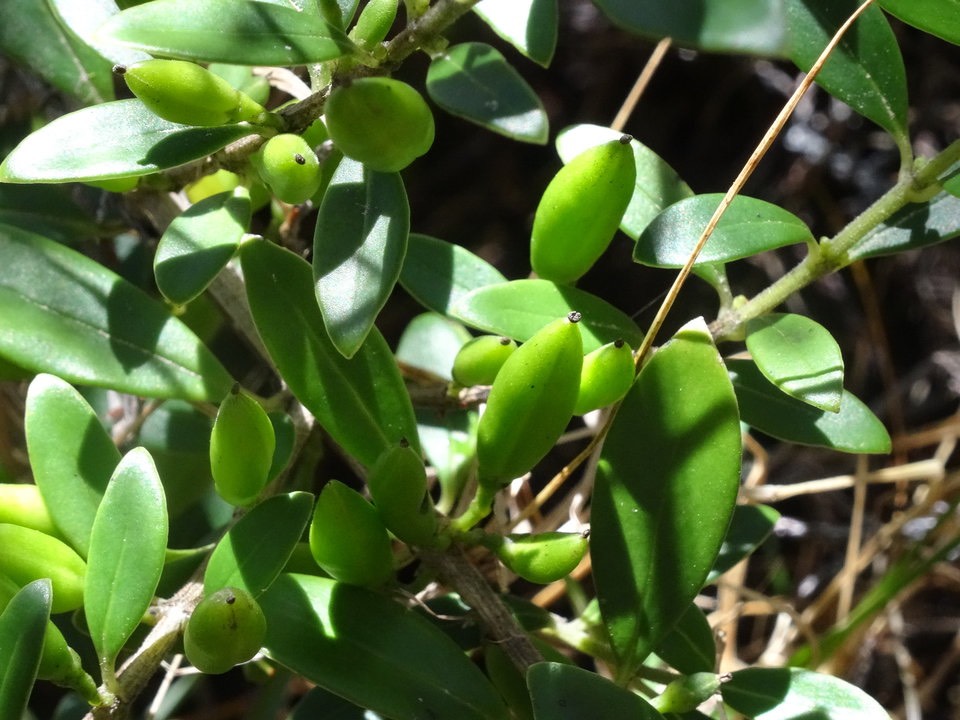 Geniostoma pedunculatum - Petit bois de rat - LOGANIACEAE - Endémique Réunion, Maurice - DSC02169