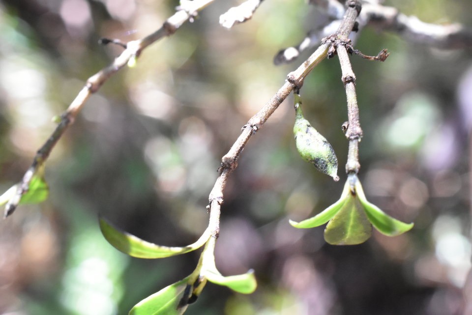 Geniostoma pedunculatum - Petit bois de rat - LOGANIACEAE - Endémique Réunion, Maurice - MAB_8748