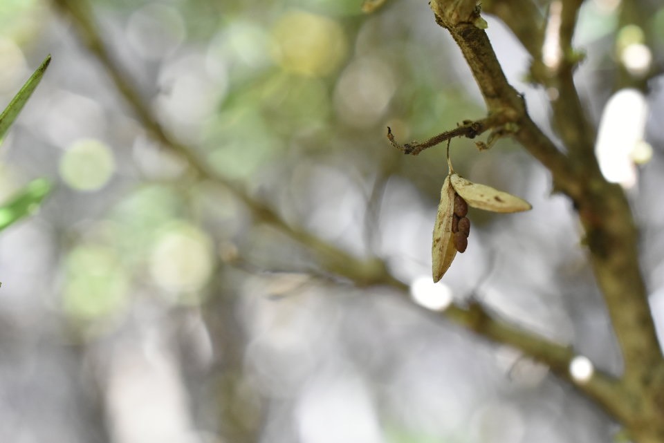 Geniostoma pedunculatum - Petit bois de rat - LOGANIACEAE - Endémique Réunion, Maurice - MAB_8773