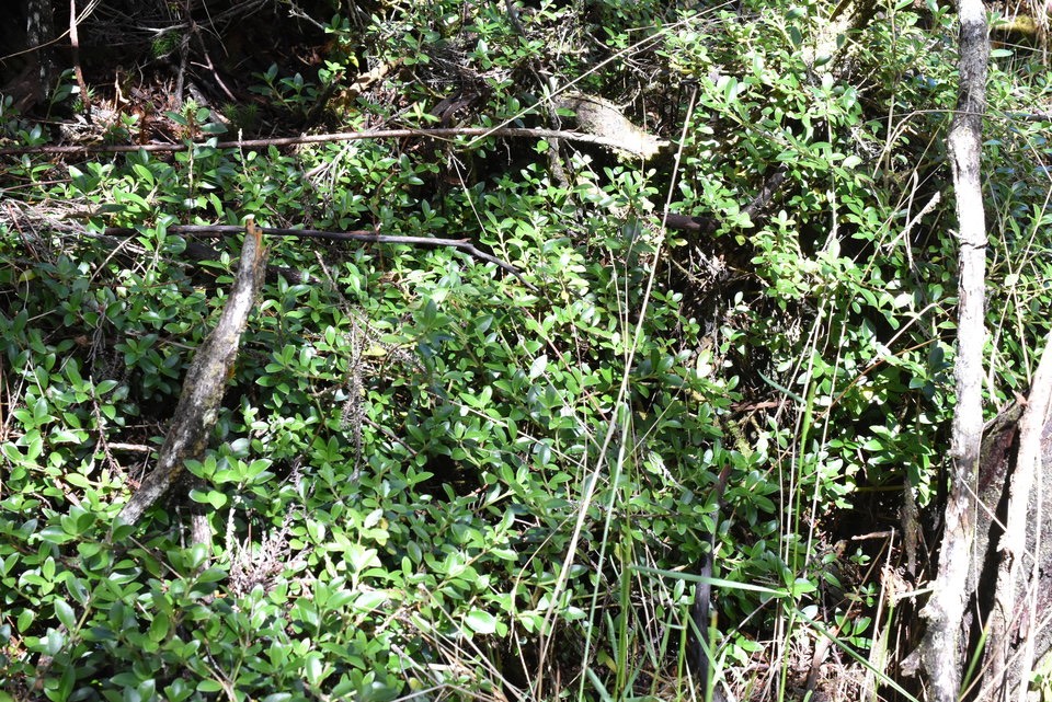 Geniostoma pedunculatum - Petit bois de rat - LOGANIACEAE - Endémique Réunion, Maurice - MAB_8788