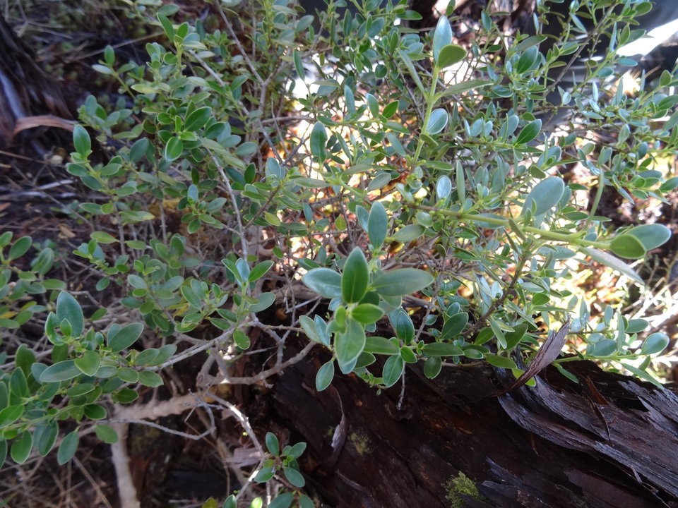 Geniostoma pedunculatum - Petit bois de rat - LOGANIACEAE - Endémique Réunion, Maurice - DSC02159