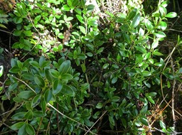 Geniostoma pedunculatum ? .petit bois de rat.bois de piment.loganiaceae.P1820958