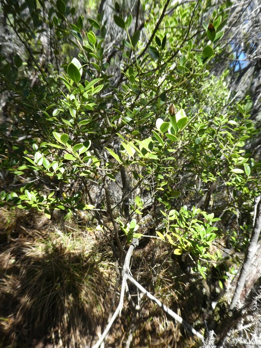 Geniostoma pedunculatum ? .petit bois de rat. bois de piment.loganiaceae.P1820802