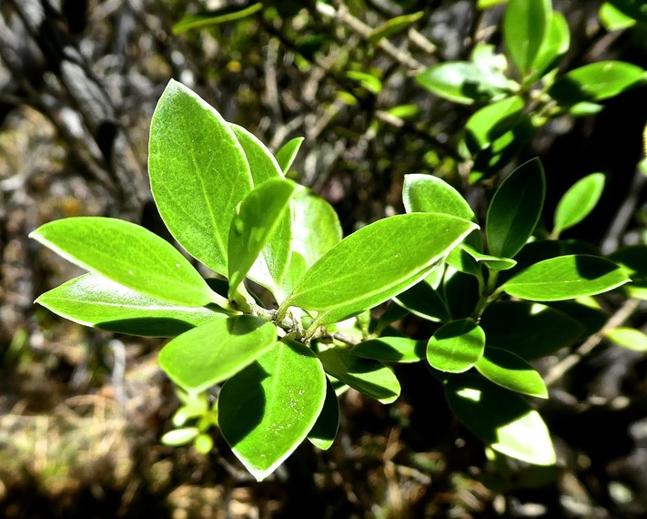 Geniostoma Pedunculatum ? .petit bois de rat.bois de piment.loganiaceae.P1820787