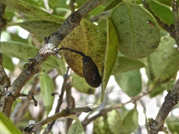 Geniostoma pedunculatum.(?)petit bois de rat. bois de piment.(fruit sec .)  loganiaceae.P1820815