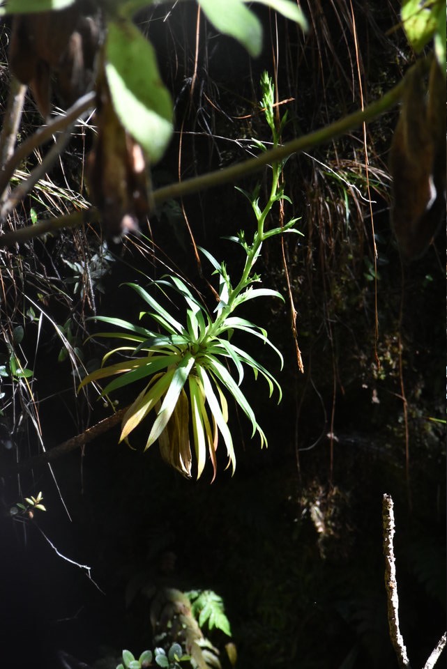 Heterochaenia (ensifolia ?) - CAMPANULACEAE - Endémique Réunion - MAB_8760