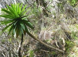 Heterochaenia rivalsii . campanulaceae.endémique Réunion.P1830160