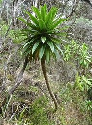 Heterochaenia rivalsii . (monocaule et feuilles alternes sessiles en spirale au sommet de la tige) campanulaceae. endémique Réunion.P1830111