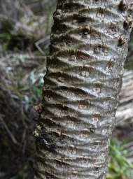Heterochaenia rivalsii. (cicatrices foliaires en losanges sur la tige) campanulaceae;endémique Réunion. P1830121