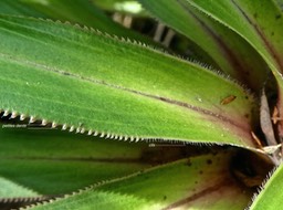 Heterochaenia rivalsii.(détails de la marge du limbe des feuilles.) campaulaceae.endémique Réunion.P1830193