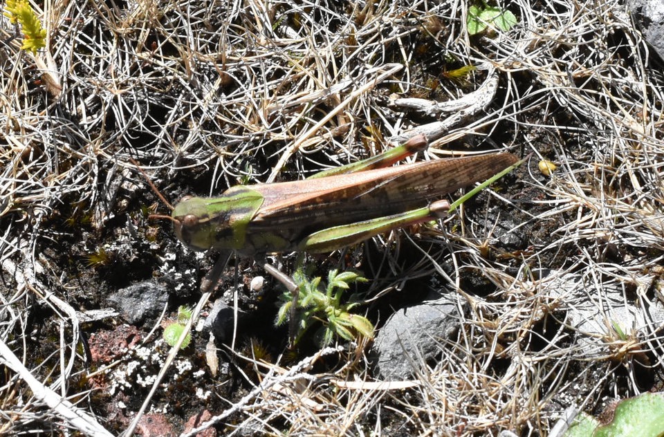Locusta migratoria - criquet migrateur - ACRIDIDAE - Indigène Réunion