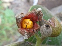 Monimia rotundifolia .mapou à grandes feuilles.infrutescence( pied femelle) .  monimiaceae .endémique Réunion.P1830087