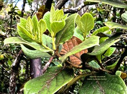 Monimia rotundifolia .mapou à grandes feuilles.monimiaceae.endémique Réunion.IMG_1341