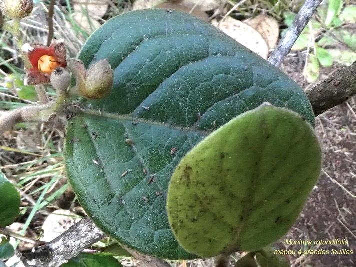 Monimia rotundifolia .mapou à grandes feuilles.(avec infrutescence)monimiaceae.endémique Réunion .P1830090