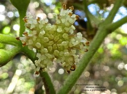 Monimia rotundifolia.mapou à grandes feuilles. (détail d'une inflorescence mâle) monimiaceae .endémique Réunion.P1830076
