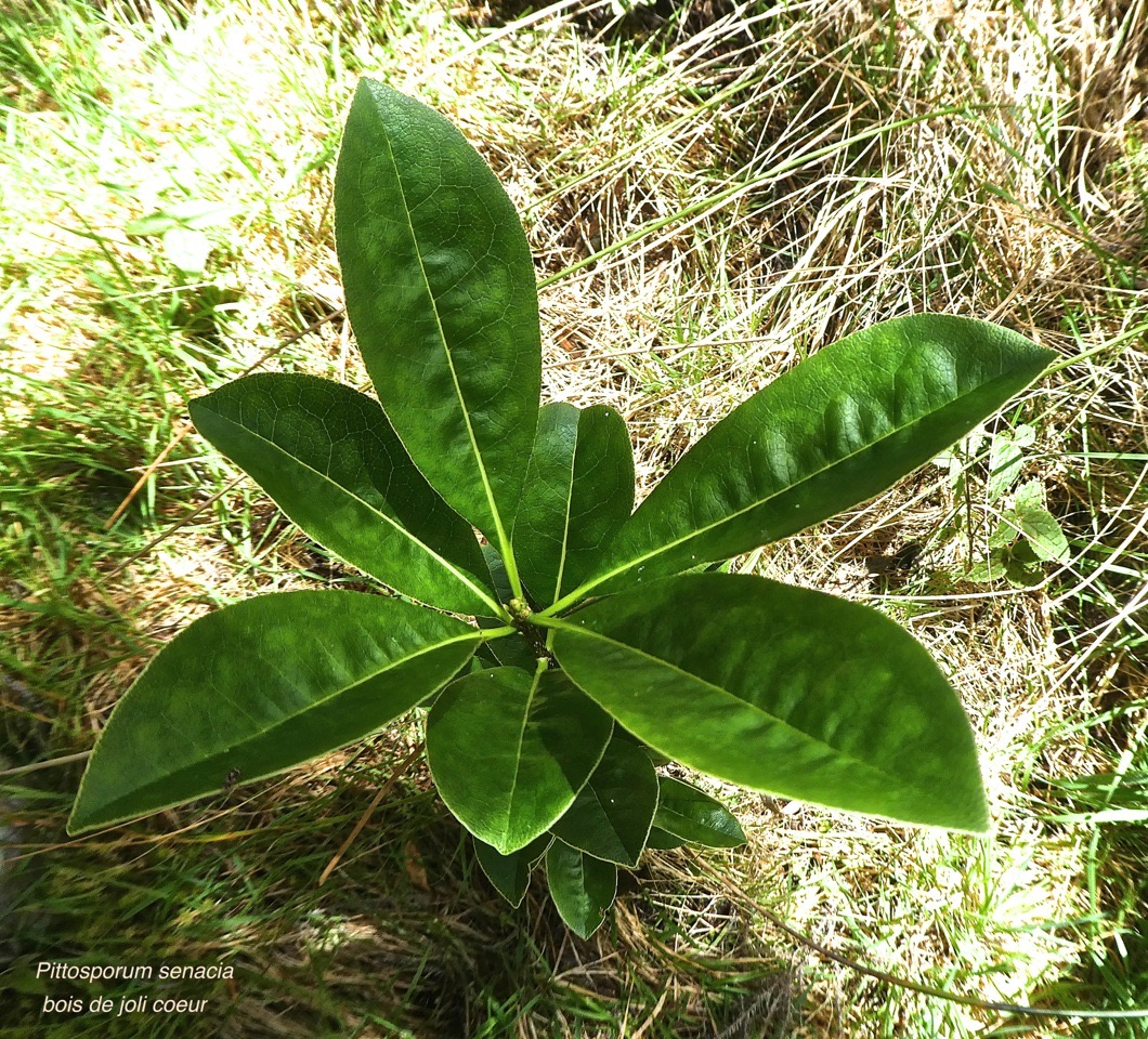 Pittosporum senacia .bois de joli coeur.(jeune plant) .pittosporaceae;indigène Réunion.P1820930