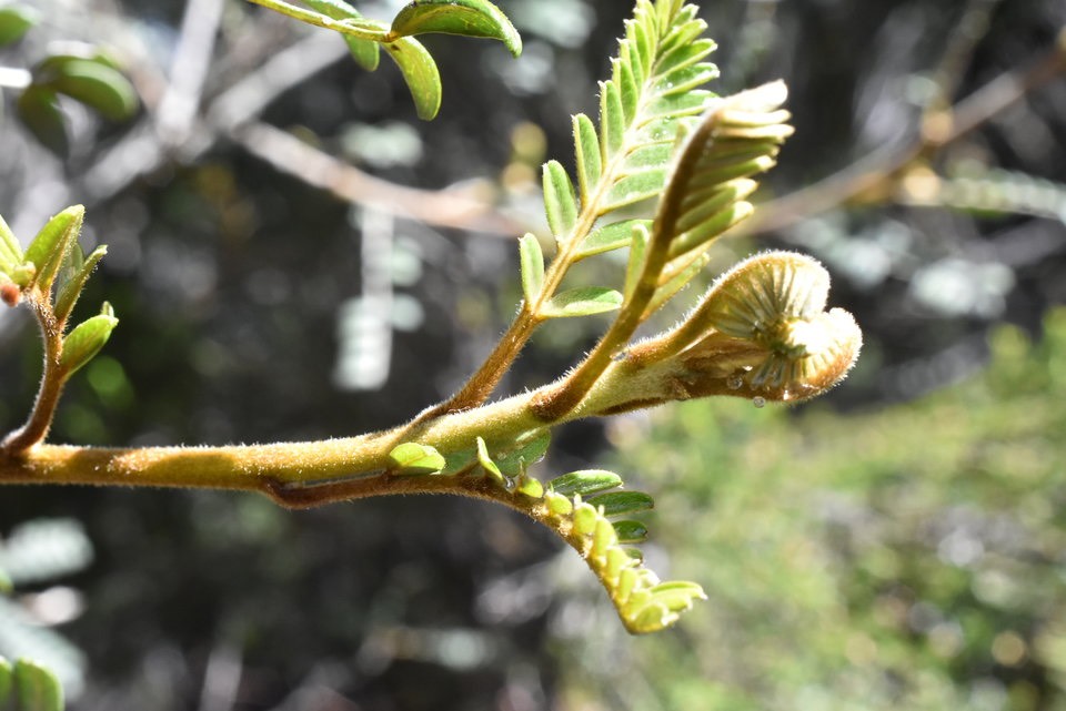 Sophora denudata - Petit Tamarin des hauts - FABACEAE - Endémique Réunion 