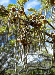 Sophora denudata.petit tamarin des hauts.(fruits )fabaceae.endémique Réunion.P1820851