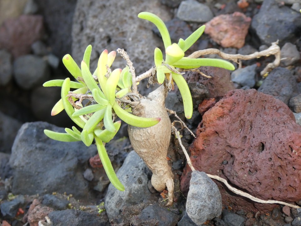 Delosperma napiforme - Lavangère - AIZOACEAE - Endémique Réunion