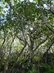 Polyscias cutispongia - Bois d'éponge - ARIALACEAE - Endémique Réunion - P1020448