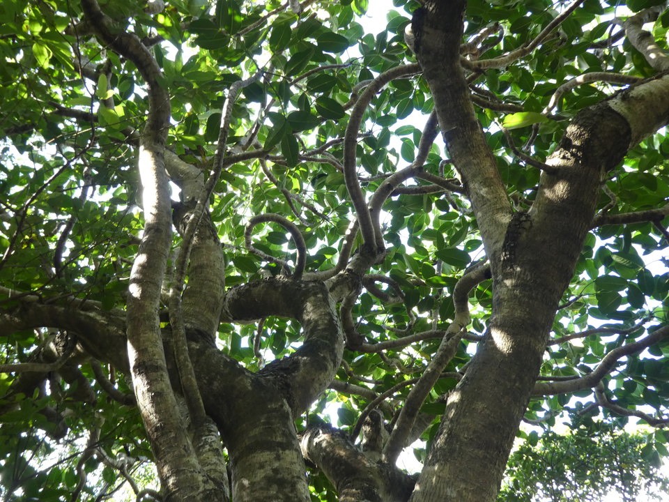 Polyscias cutispongia - Bois d'éponge - ARIALACEAE - Endémique Réunion - P1020451