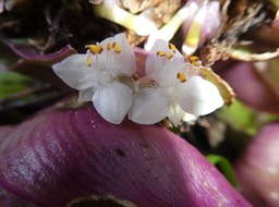Tradescantia spathaceae - Misère - COMMELINACEAE - Antilles, Amérique Cntrale