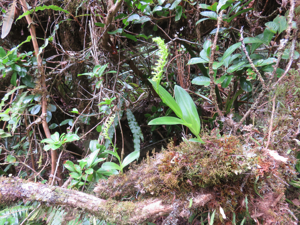 13 Benthamia nigrescens  - - Orchidaceae - Indigène Réunion