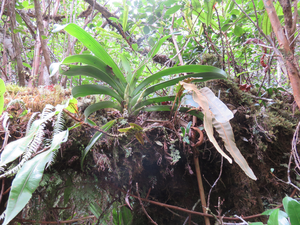 14 Angraecum bracteosum - Orchidaceae -