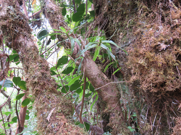 15 Angraecum ondulatum (on distingue les fruits)