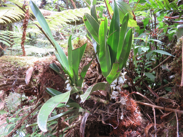 20 Angraecum bracteosum - Orchidaceae -