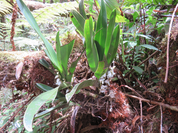 21 Angraecum bracteosum - Orchidaceae -