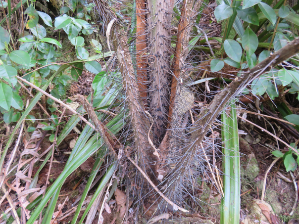 4 Acanthophoenix rubra (Bory) H. Wendl - Palmiste rouge - Arecaceae - La Réunion. Maurice.