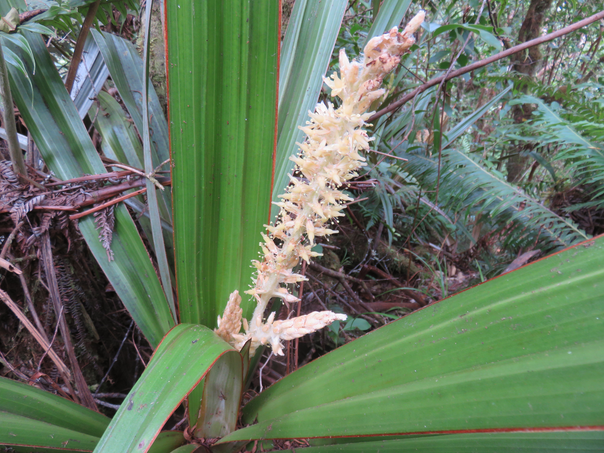 6 Inflorescence Astelia hemichrysa (Lam.) Kunth - Nom à La Réunion : Ananas marron - Endémique La Réunion et Maurice