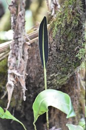 Elaphoglossum lepervanchei ?-DRYOPTERIDACEAE-indigene Reunion