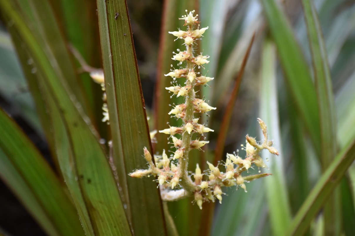 Inflorescence ananas marron - Astellia hemichrysa - ASTELIACEAE-endemique Reunion Maurice