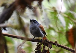 jeune chakwat-Terpsiphone bourbonnensis-MONARCH IDAE-endemique Reunion