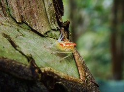 Larve cicadelle (2)