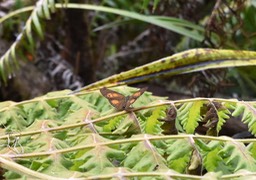 Satyre de bourbon- Henotesia narcissus borbonica- NYMPHALIDAE-endémiqueReunion, sur foug èrede laine