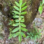 8. Deux jeunes feuilles de Weinmannia tinctoria Tan rouge Cunoniacea e Endémique La Réunion, Maurice - Stipules entre les deux feuilles..jpeg