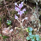 9. Cynorkis ridleyi - Ø - Orchidaceae - indigène Réunion IMG_8191.JPG.jpeg