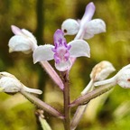 10. Cynorkis ridleyi - Ø - Orchidaceae - indigène Réunion.jpeg